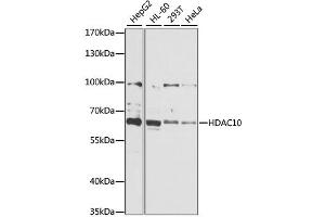 Western blot analysis of extracts of various cell lines, using HDAC10 antibody (ABIN1882316) at 1:1000 dilution. (HDAC10 antibody)