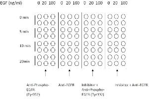 Example of how to seed cells for cell-based assay (EGFR ELISA Kit)