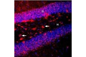 Expression of BDNF in mouse hippocampus - Immunohistochemical staining of perfusion-fixed frozen mouse brain sections using Guinea pig Anti-BDNF Antibody (ABIN7042969, ABIN7045379 and ABIN7045380), (1:400), followed by goat anti-guinea pig-Cy3.