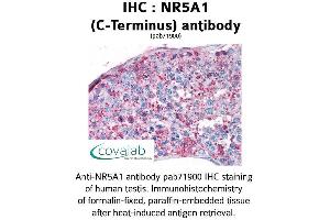 Image no. 1 for anti-Nuclear Receptor Subfamily 5, Group A, Member 1 (NR5A1) (C-Term) antibody (ABIN1737513) (NR5A1 antibody  (C-Term))