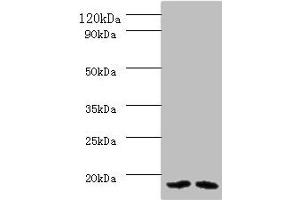 Western blot All lanes: PAM16 antibody at 2 μg/mL Lane 1: HL60 whole cell lysate Lane 2: HepG2 whole cell lysate Secondary Goat polyclonal to rabbit IgG at 1/10000 dilution Predicted band size: 14 kDa Observed band size: 14 kDa