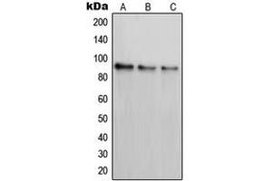 Western blot analysis of PAK7 expression in SKNSH (A), K562 (B), COS7 (C) whole cell lysates. (PAK7 antibody  (C-Term))