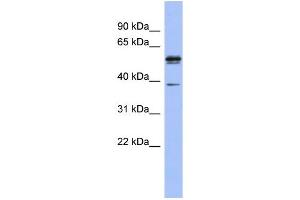 WB Suggested Anti-KHDRBS3 Antibody Titration:  0.