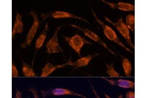 Immunofluorescence analysis of L929 cells using IPO4 Polyclonal Antibody at dilution of 1:100. (Importin 4 antibody)