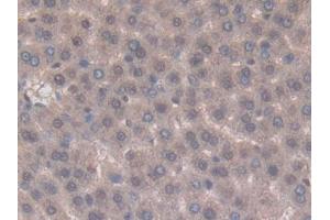 Used in DAB staining on fromalin fixed paraffin- embedded kidney tissue (TNFSF14 antibody  (AA 58-239))