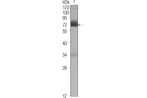 Western blot analysis using CER1 mouse mAb against CER1 (aa18-267)-hIgGFc transfected HEK293 cell lysate (1). (CER1 antibody)