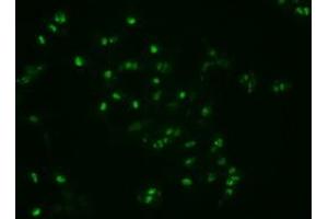 Image no. 1 for anti-Noggin (NOG) (AA 28-232) antibody (ABIN1491315) (NOG antibody  (AA 28-232))