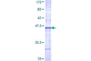 GHRHR Protein (AA 23-132) (GST tag)