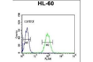 NASP Antibody (N-term) (ABIN651103 and ABIN2840071) flow cytometric analysis of HL-60 cells (right histogram) compared to a negative control cell (left histogram). (NASP antibody  (N-Term))