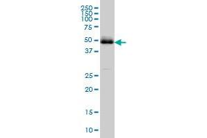 PBX2 monoclonal antibody (M01), clone 2E9 Western Blot analysis of PBX2 expression in Hela S3 NE . (PBX2 antibody  (AA 354-430))