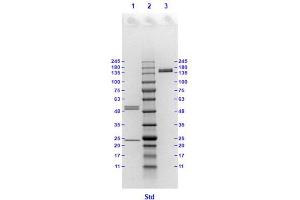 Coomassie stained SDS-PAGE results using Anti-Hemagglutinin (HA) (Mouse) Monoclonal Antibody clone 22D2 separated in a 4-20 % gradient gel. (Hemagglutinin antibody)