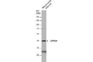 WB Image GPR120 antibody detects GPR120 protein by western blot analysis. (O3FAR1 antibody  (N-Term))