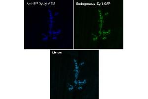 Immunofluorescence (IF) image for anti-Green Fluorescent Protein (GFP) antibody (DyLight 633) (ABIN7273062) (GFP antibody  (DyLight 633))
