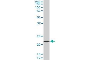 EFHD1 monoclonal antibody (M09), clone 1A8. (EFHD1 antibody  (AA 168-238))