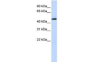 WB Suggested Anti-TEAD2 Antibody Titration:  0.