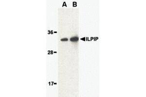 Western Blotting (WB) image for anti-STE20-Related Kinase Adaptor beta (STRADB) (Middle Region) antibody (ABIN1030961) (STRADB antibody  (Middle Region))