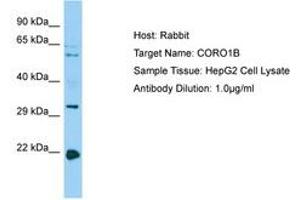 Image no. 1 for anti-Coronin, Actin Binding Protein, 1B (CORO1B) (C-Term) antibody (ABIN6750172) (CORO1B antibody  (C-Term))