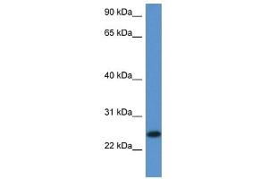 Western Blot showing 2810405K02Rik antibody used at a concentration of 1. (C1orf93 antibody  (Middle Region))