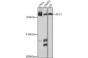 Western blot analysis of extracts of various cell lines, using  Rabbit mAb (ABIN7265369) at 1:1000 dilution. (Acetyl-CoA Carboxylase alpha antibody)