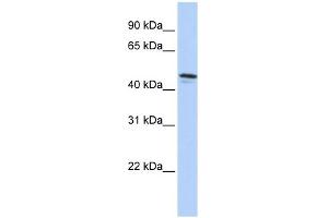 WB Suggested Anti-DPCR1 Antibody Titration:  0. (DPCR1 antibody  (C-Term))
