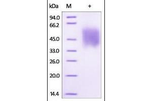 Biotinylated Human Growth Hormone R on SDS-PAGE under reducing (R) condition. (Growth Hormone Receptor Protein (GHR) (AA 27-264) (His tag,Biotin))