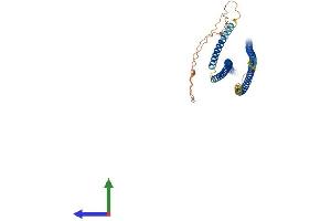 AlphaFold protein structure predicition of Mouse Recombinant Krt42 Protein, UniprotID Q6IFX2