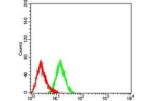 Flow cytometric analysis of HL-60 cells using CD197 mouse mAb (green) and negative control (red). (CCR7 antibody)