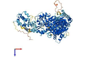 AlphaFold protein structure predicition of Mouse Recombinant Nod2 Protein, UniprotID Q8K3Z0