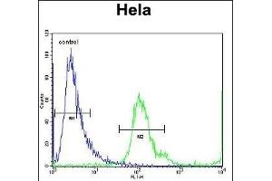 MBNL2 Antibody (C-term) (ABIN656947 and ABIN2846136) flow cytometric analysis of Hela cells (right histogram) compared to a negative control cell (left histogram). (MBNL2 antibody  (C-Term))