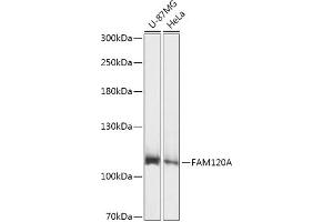 Western blot analysis of extracts of various cell lines, using FA antibody (ABIN7267103) at 1:1000 dilution. (FAM120A antibody  (AA 1-140))