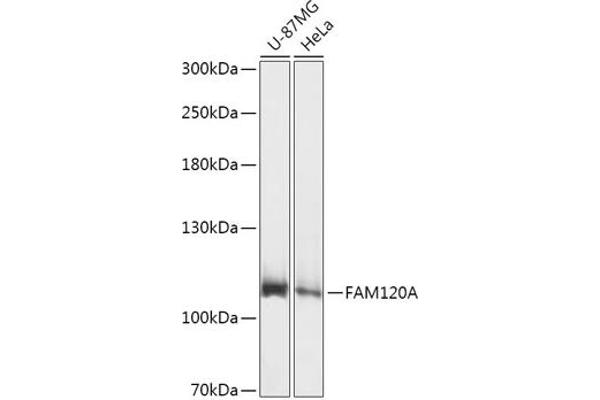 FAM120A anticorps  (AA 1-140)