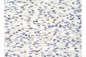 RBM8A antibody was used for immunohistochemistry at a concentration of 4-8 ug/ml to stain Myocardial cells (arrows) in Human Heart. (RBM8A antibody  (N-Term))