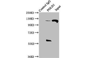 Immunoprecipitating POLD1 in Hela whole cell lysate Lane 1: Rabbit control IgG instead of ABIN7150227 in Hela whole cell lysate.