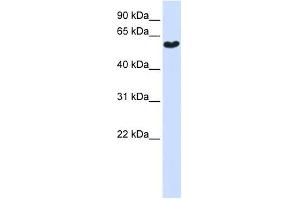 SYT3 antibody used at 1 ug/ml to detect target protein.