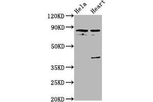Western Blot Positive WB detected in: Hela whole cell lysate, Rat heart tissue All lanes: QSOX1 antibody at 5. (QSOX1 antibody  (AA 101-175))