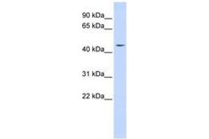 Image no. 1 for anti-Integrator Complex Subunit 12 (INTS12) (AA 36-85) antibody (ABIN6743579) (INTS12 antibody  (AA 36-85))