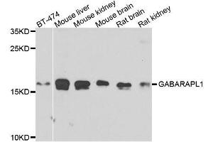 Western blot analysis of extracts of various cell lines, using GABARAPL1 antibody. (GABARAPL1 antibody  (AA 1-117))