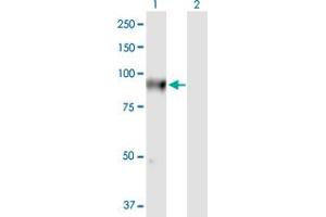 Western Blot analysis of FLYWCH1 expression in transfected 293T cell line by FLYWCH1 MaxPab polyclonal antibody. (FLYWCH1 antibody  (AA 1-716))