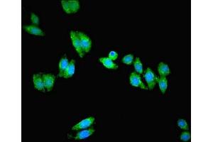 Immunofluorescent analysis of HepG2 cells using ABIN7162599 at dilution of 1:100 and Alexa Fluor 488-congugated AffiniPure Goat Anti-Rabbit IgG(H+L) (PANK1 antibody  (AA 462-582))