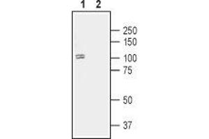 Western blot analysis of human SH-SY5Y neuroblastoma cell lysate:1.
