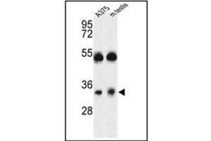 Western blot analysis of ORAI1 Antibody (Center) in A375 cell line and mouse testis tissue lysates (35ug/lane). (ORAI1 antibody  (Middle Region))