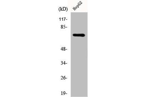 DDX51 antibody  (C-Term)