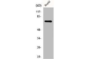 Western Blot analysis of HepG2 cells using DDX51 Polyclonal Antibody (DDX51 antibody  (C-Term))