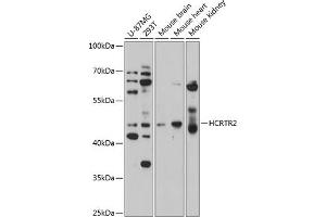 Western blot analysis of extracts of various cell lines, using HCRTR2 antibody  at 1:1000 dilution. (HCRTR2 antibody  (AA 380-444))