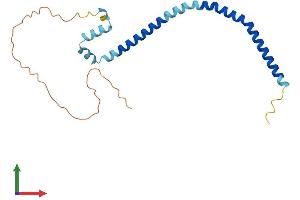 AlphaFold protein structure predicition of Human Recombinant TMEM239 Protein, UniprotID Q8WW34 (TMEM239 Protein (AA 1-195) (His tag))