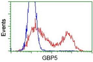 HEK293T cells transfected with either RC206627 overexpress plasmid (Red) or empty vector control plasmid (Blue) were immunostained by anti-GBP5 antibody (ABIN2454124), and then analyzed by flow cytometry. (GBP5 antibody)