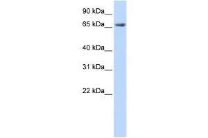 Western Blotting (WB) image for anti-Discs, Large Homolog 3 (DLG3) antibody (ABIN2458772) (DLG3 antibody)