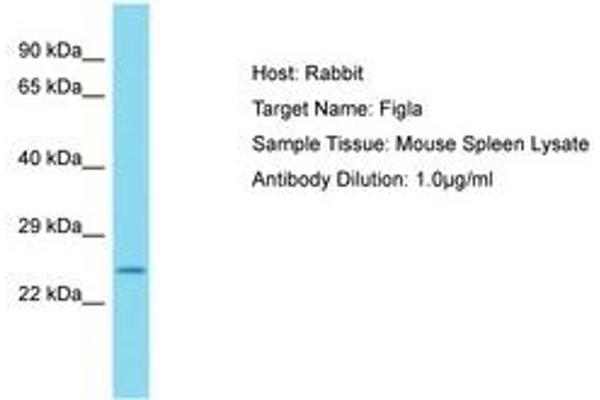 FIGLA antibody  (C-Term)