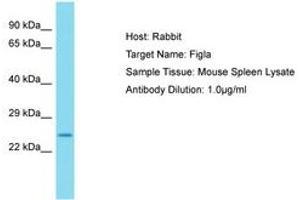 Image no. 1 for anti-Folliculogenesis Specific Basic Helix-Loop-Helix (FIGLA) (C-Term) antibody (ABIN6750267)