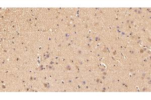 Detection of UCRP in Porcine Cerebrum Tissue using Polyclonal Antibody to Ubiquitin Cross Reactive Protein (UCRP) (CLRN1 Antisense RNA 1 (CLRN1-AS1) (AA 2-157) antibody)